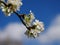 Branch of White Plum Blossom