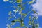 Branch of white poplar with young leaves against sky, fragment