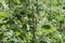 Branch of white poplar with young leaves, fragment close-up