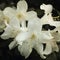 Branch of white Rhododendron. Flowering bush.