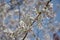 a branch of white sakura blossoms in sunny afternoon