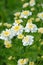 Branch of white small flowers chamomile