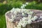 A branch of white spireae vanhouttei on stump tree