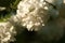 Branch of white viburnum snowball on blurred natural background