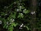 Branch of the wild blossoming rowan in the dark forest.