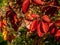 Branch of wild grapes with red autumn leaves