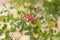 Branch of wild pistachio tree with ripe fruits