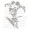 Branch of wild plant Forget-me-not and Clover. Vintage engraved illustration. Bouquet of hand drawn flowers and herbs