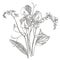 Branch of wild plant Forget-me-not and sweet peas. Vintage engraved illustration. Bouquet of hand drawn flowers and