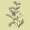 Branch of wild plant Vicia cracca. Tufted Vetch or Vicia cracca, vintage engraved illustration. Botanical illustration