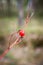 Branch of wild rose berry after winter on background of grass