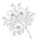 A branch of wild rose with flowers and buds. Black and white drawing on a white background