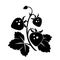 Branch of wild strawberry. Vector black silhouette.