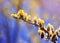 branch of willow with fluffy bright yellow buds on sky background