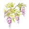 Branch of wisteria. Hand draw watercolor illustration