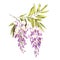 Branch of wisteria. Hand draw watercolor illustration