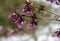 Branch with withered and dried flowers in winter with blurred background