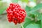 Branch with the wolf berries Sambucus racemosa