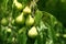 Branch of wood piled with organic pears. A tree of a garden full of ripe pears