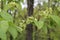 Branch of wych elm Ulmus glabra with seeds and green foliage