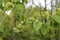 Branch of wych elm Ulmus glabra with seeds and green foliage