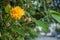 branch of a yellow blooming kerria japonica plant i