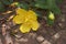 Branch with yellow flower of Hypericum patulum