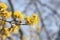 Branch with yellow flowers of dogwood, spring, Armenia