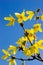 Branch with yellow flowers over blue sky