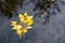 A branch with yellow foliage on the surface of the water. The concept of the coming autumn
