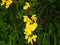 Branch of yellow heather with insect included