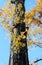 The branch of yellow Japanese Leaf germinate from the trunk of the tree with blue sky background in the garden.