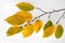 branch with yellow leaves hornbeam white background