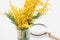 Branch of yellow mimosa and magnifying glass