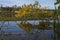 Branch with Yellowing Leaves  Over the Lake