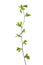 Branch with young green spring leaves isolated on white. Spiraea vanhouttei