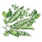 Branch of young green sugar snap peas, beans, with leaves, fresh sweet green pea pod, vegetable, healthy food, isolated
