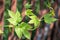 Branch of a young hop with leaves. Brewing. Ingredient. Herbal medicine. Close-up