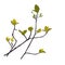 Branch with young leaf sprouts vector stock illustration
