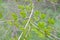 Branch with young leaves of an elm stocky Ulmus pumila L.