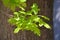 Branch with young leaves of an oak of petiolate (Quercus robur L.), lit with the sun