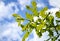 The branch of a young oak on blue sky