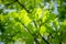Branch of young solar green oak leaf