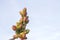 Branche of kerman pistacia vera plant full of fruits