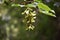 Branche with seeds of Acer Pseudoplatanus tree.