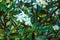 Branche of white Tiare Flower, Gardenia taitensis