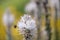 Branched asphodel, Asphodelus ramosus, close-up white, striped flowers and bee