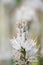 Branched asphodel, Asphodelus ramosus, white, striped flowers