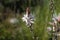 Branched asphodel close-up