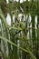 Branched Bur-reed